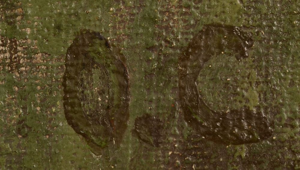 Oscar Coddron — Monogram signature, bottom right