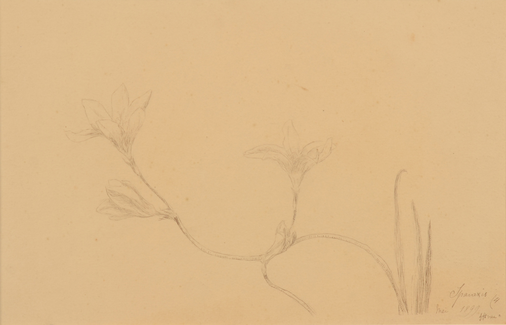Anna de Weert — Dessin originale de cette femme peintre impressioniste, daté 1899