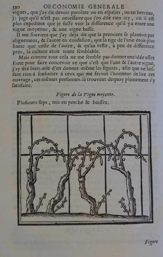 Louis Liger — sample page on vines<br>