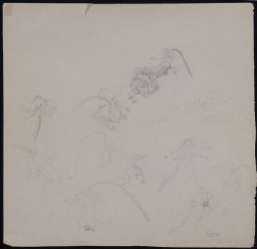 Anna de Weert study drawing of Cobea flowers