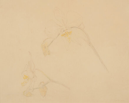 Anna de Weert drawing of Orchids 1903