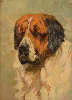 Saint Bernard Dog