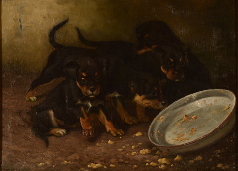 Jef Van Leemputten Puppies