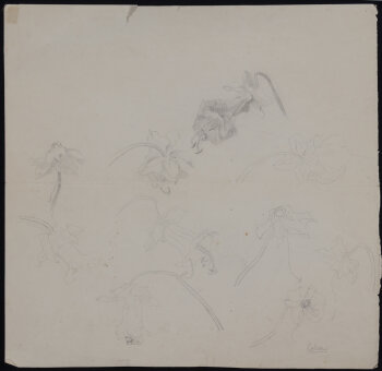 Anna de Weert study drawing of Cobea flowers