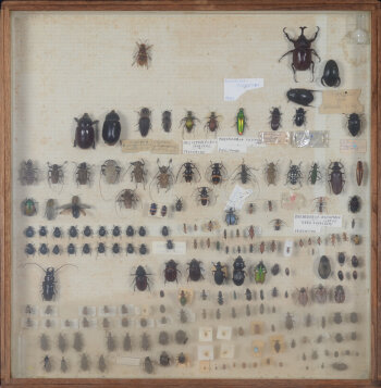Vintage entomology beetles and insects box
