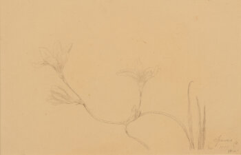 Anna de Weert Sparaxis Afsnee 1899